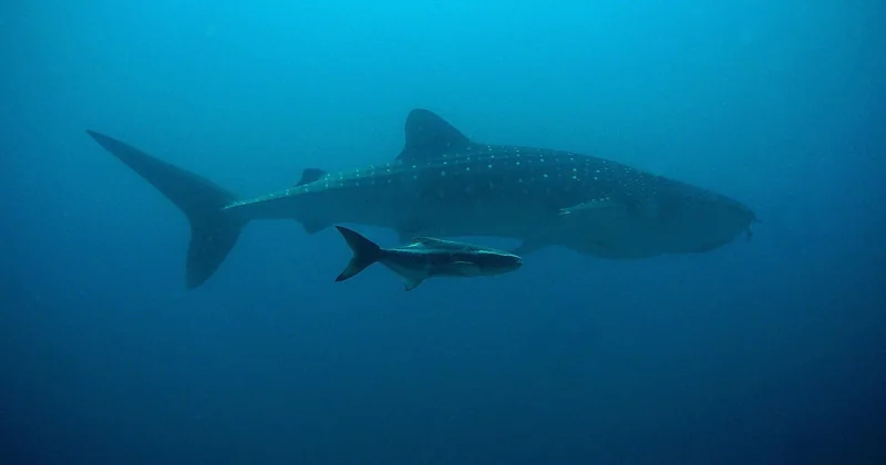 « Attaqué requin Philippines » : ce que cachent ces recherches