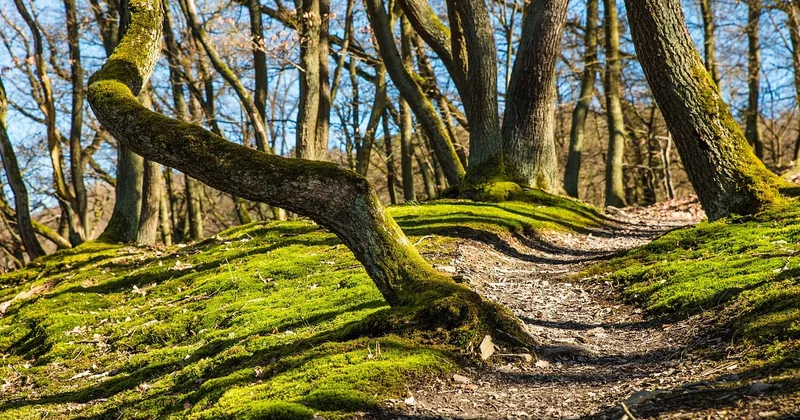 Comment vérifier que votre sentier est ouvert le jour J