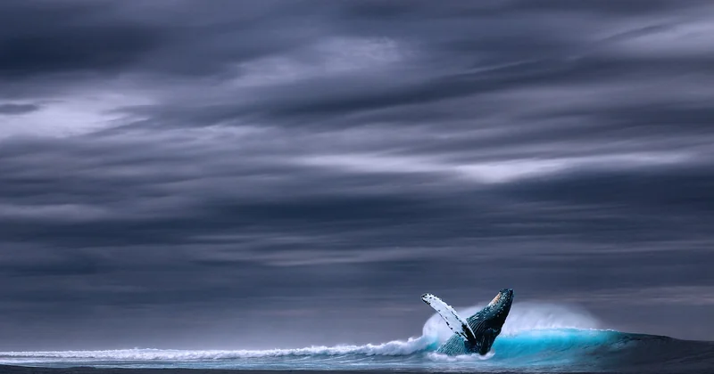 Une excursion baleine à Mirissa : ce qui se passe vraiment