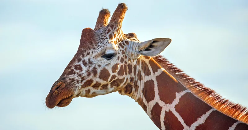 Quel matériel photo pour un premier safari en Namibie ?