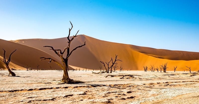 Safari photographique en Namibie pour débutants : le guide ultime